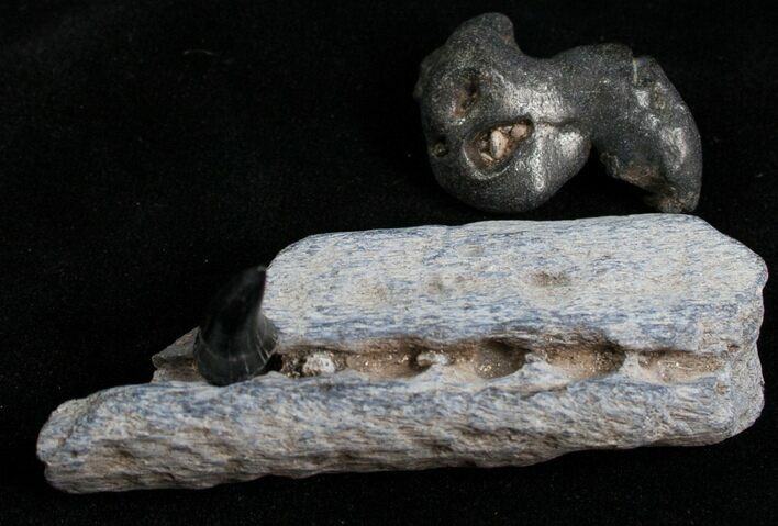 Porpose Tooth, Jaw Section & Earbone Set - Miocene #4413